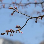 IMG_5205