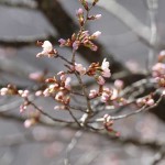 IMG_5211